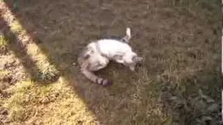Кот извивается, весна скоро.