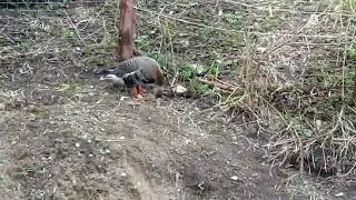 Начал выздоравливать