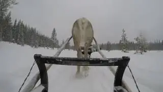 Reindeer safari