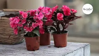 Flores Ideais para Espaços Sombrios