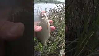 ОТОРВАЛА КРЮЧОК.        #рыбалка