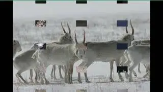 Қорғалжынның кештері ай