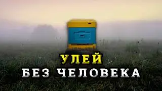Пасека год без осмотра пчеловода. Результаты моего эксперимента.