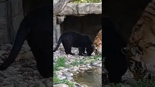 Нежный тигр Амур и ягуар Багира #сафарипарк #zoo #забавныеживотные #tiger #animals #wildlife #ягуар