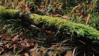 Lettera dal bosco, da L'impero che si tace, Ilaria Seclì
