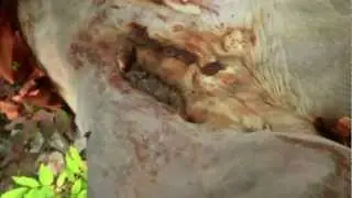 БЕССТЫЖАЯ