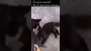 Fino 🍷🗿 #shorts #short #edit #dog #tiktok #comedy #edits #meme #memes