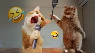 😘 Funniest Dogs and Cats 😻🤣 Funniest Animals 😂