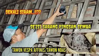 CUKUP PAKE BENSIN //SeISI SARANG PINGSAN SAMPAI MAT!! EKSEKUSI TAWON VESPA AFFINIS