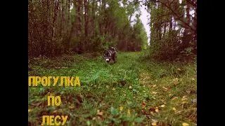 Прогулка по лесу...