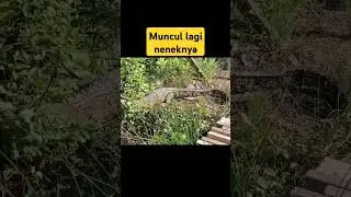 NGEERIIII...muncul lagi hewan penunggu parit perumahan #buayabesar #buaya #buayadarat #reptiles