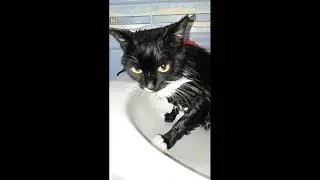 Как помыть кота. Купание котов.