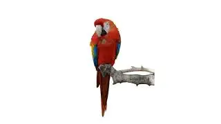 🦜 | Animal Lore