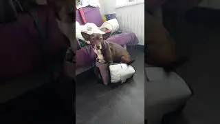 Ника собирается на хутор