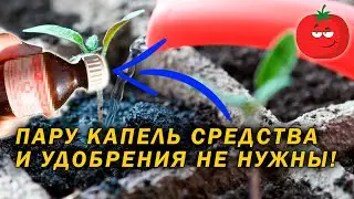 Аммиак - лучшая подкормка для огорода