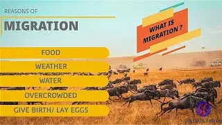 GCS: WHAT IS MIGRATION AND WHY DO ANIMALS MIGRATE ?