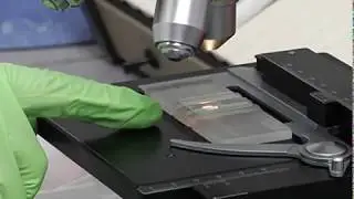 4 White Cell Count:  Microscope Check