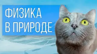 Physics in Nature (6 Examples of Physics in Animals)
