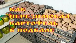 Как перезимовал картофель в подвале/Сорта картофеля/Все покажу