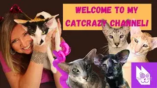 Welcome to My CatCrazy Channel on YouTube, which is ALL About Cats!