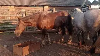 жеребок собрал всех кобыл в кучу