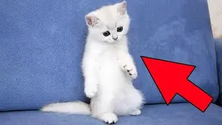 The kitten was brought to be given the last injection.