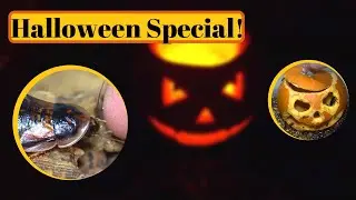 3000 Roaches vs a Pumpkin