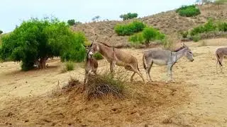 DONKEY BREEDING ATTEMPT | DONKEY MATING 