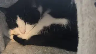 Happy Sleepy Kitty