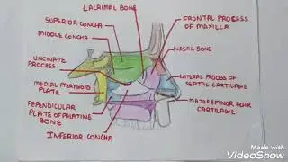 LATERAL WALL OF NOSE || CONCHAE AND MEATUS || HINDI || DETAILED DESCRIPTION ||