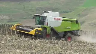 La recoltat floarea soarelui. Claas Lexion 630 Montana