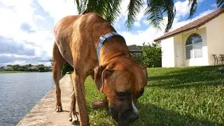 Boxer Dog Care and Grooming Tips
