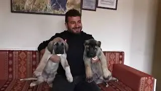 Kangal ve Anadolu çoban köpegi yavruları arasındaki farklar nelerdir