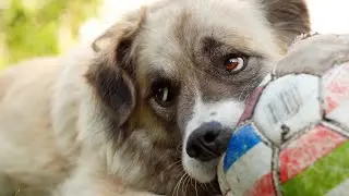 Funny dogs 😉 Animals 😊