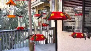 Hummingbird Frenzy