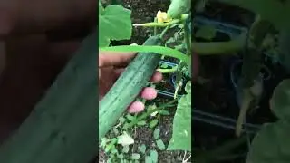 Командор .Сортотип Эстафеты.Партенокарпический.Теневынослив.Очень урожайный и вкусный.