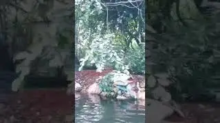 Ranganathittu Bird sanctuary || Mysore #shorts #mpswans