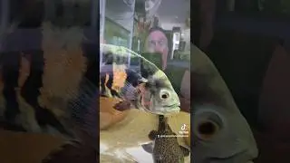 Tiger Oscar mean muggin me! #shorts #fyp #foryou #fishtok