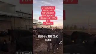 Абердин ангусы стельные на продажу
