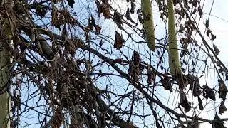 кабачки на деревьях. кипр. какопетрия
