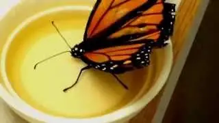 Ever Seen A "Drunk" Monarch Butterfly? Now You Have! ^_^ Miles Passed Out In Nectar 1.23.14