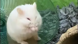 Mouse getting mad about spin wheel not working