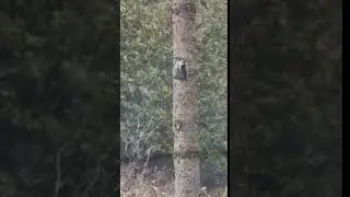 Birding