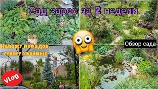 Кошмар😱 сад две недели без ухода. Стрижка ели. Влог. Прогулка по саду. Розы, клематисы, хвойные