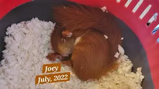 Part 9: Joey: July 2022