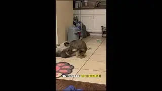 Epic Duel! Two Cats Fighting Like Ninjas!