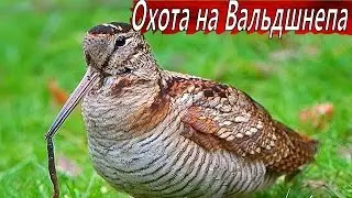 Охота на Вальдшнепа Весной. Охота на тяге в Костромской области.