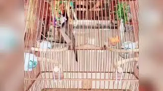 Cận cảnh CB Chào mào Tuấn Linh Lê tuyển chọn giá rẻ mà tố chất đầy mình
