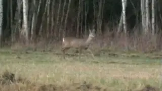 Roe deer