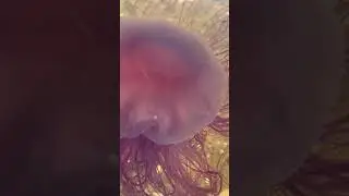 Méduse agonisant près de la plage